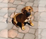 Small #3 Dachshund Mix