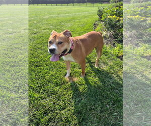 Magenta - Female Staffordshire Bull Terrier-Unknown Mix Dog for Adoption - Photo #4