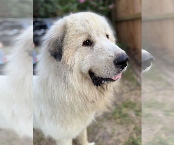 Medium Photo #7 Great Pyrenees Puppy For Sale in Spring, TX, USA