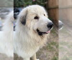 Small #6 Great Pyrenees