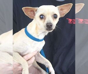 Chihuahua Dogs for adoption in Carrollton, TX, USA