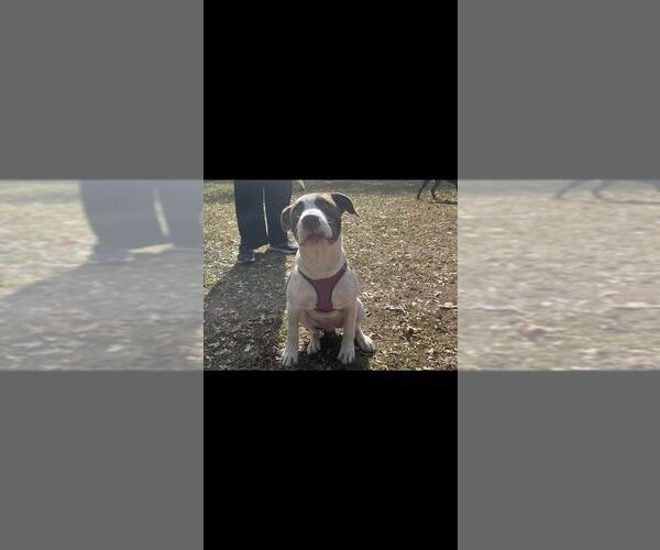 Medium Photo #33 American Pit Bull Terrier-Unknown Mix Puppy For Sale in New York, NY, USA