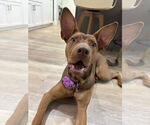 Small #3 Doberman Pinscher-German Shepherd Dog Mix