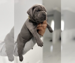 Cane Corso Puppy for sale in BLOOMINGTON, CA, USA