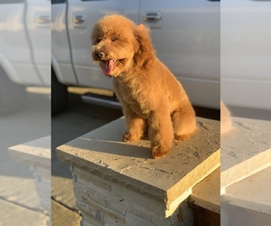 Goldendoodle (Miniature) Puppy for sale in SAN JOSE, CA, USA