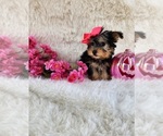 Small #3 Morkie