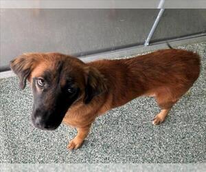 Labrador Retriever Dogs for adoption in Salisbury, NC, USA