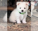 Puppy Puppy 3 Maltese