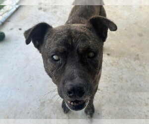 Mountain Cur-Unknown Mix Dogs for adoption in Anniston, AL, USA