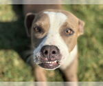 Small #1 American Pit Bull Terrier Mix