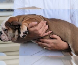 English Bulldog Puppy for sale in BRANDON, FL, USA