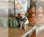 Litter of 12 - Male(s) and Female(s) English Cream Golden RetrieverLitter of Puppies for Sale - Photo #8