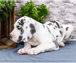 Small #2 Great Dane