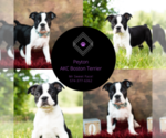 Small Photo #12 Boston Terrier Puppy For Sale in WARSAW, IN, USA