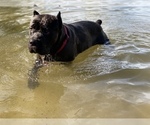 Small #3 Cane Corso