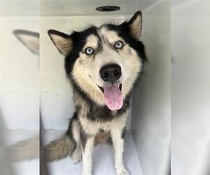Huskies -Unknown Mix Dogs for adoption in Houston, TX, USA
