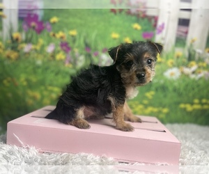 Chorkie Puppy for sale in KINSTON, NC, USA