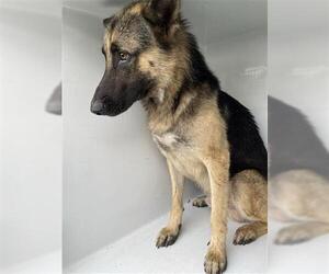German Shepherd Dog Dogs for adoption in Houston, TX, USA