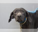 Small Labrador Retriever Mix