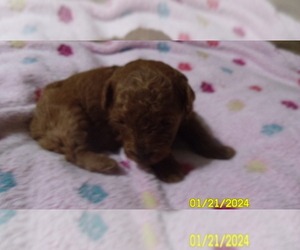 Poodle (Toy) Puppy for sale in DULUTH, GA, USA