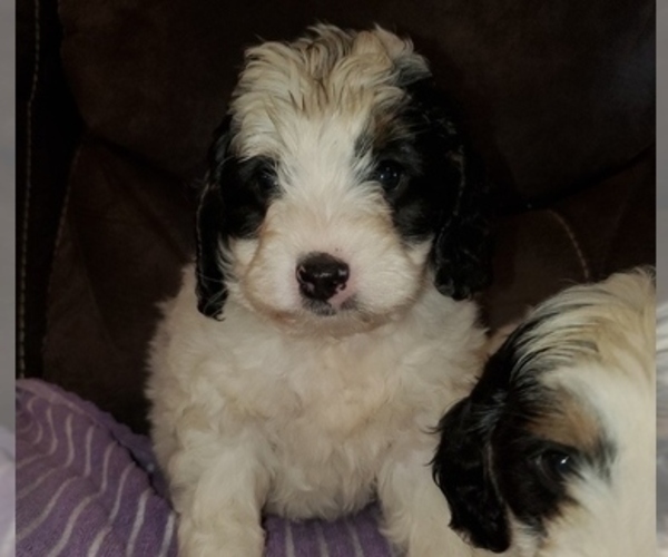 Medium Photo #8 Bernedoodle (Miniature) Puppy For Sale in LEETONIA, OH, USA