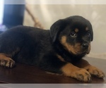 Small Photo #22 Rottweiler Puppy For Sale in ANTIOCH, CA, USA
