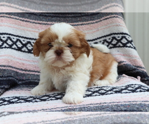 Shih Tzu Puppy for sale in SHILOH, OH, USA