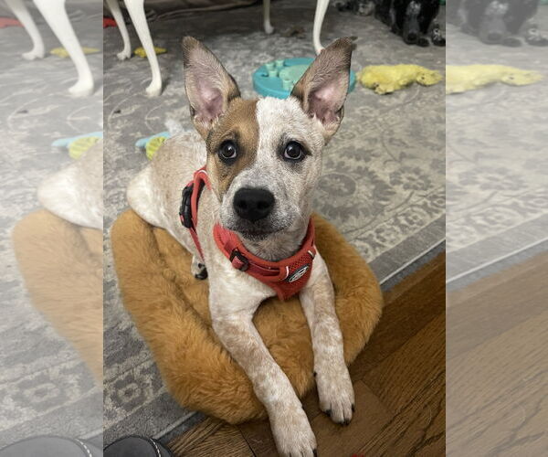 Medium Photo #4 Mutt Puppy For Sale in Garden City, NY, USA