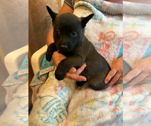 Medium Photo #1 Belgian Malinois Puppy For Sale in MONTREAL, MO, USA