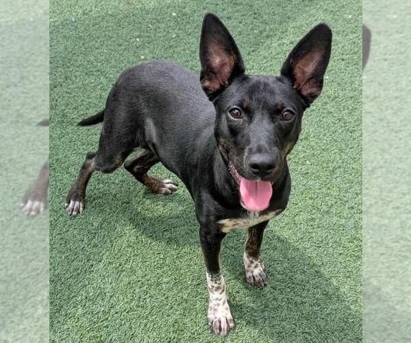 Medium Photo #12 Mutt Puppy For Sale in Rockwall, TX, USA