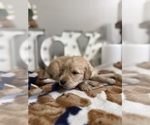 Small #6 Goldendoodle (Miniature)