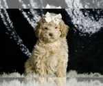 Small #6 Maltipoo
