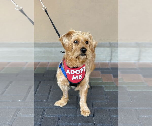 Medium Photo #8 Doodle Puppy For Sale in Mission Viejo, CA, USA