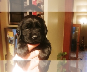 Spangold Retriever Puppy for sale in COEUR D ALENE, ID, USA