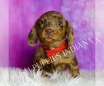 Puppy AKC Jasper Dachshund