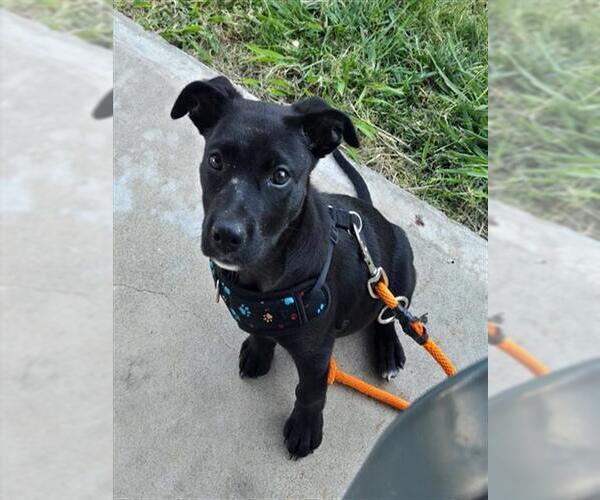 Medium Photo #1 Mutt Puppy For Sale in Sacramento, CA, USA