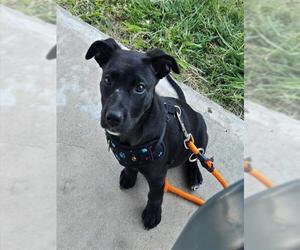 Mutt Dogs for adoption in Sacramento, CA, USA