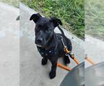 Small Mutt