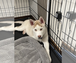 Alusky Dogs for adoption in MERIDIAN, ID, USA