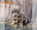 Small #3 Chihuahua