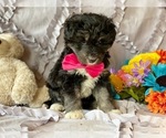 Small Photo #2 Poodle (Standard)-Siberian Husky Mix Puppy For Sale in LANCASTER, PA, USA