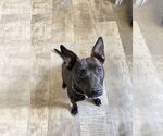 Small #4 American Pit Bull Terrier-Chihuahua Mix