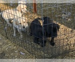 Small Photo #11 Labrador Retriever Puppy For Sale in CROSS TIMBERS, MO, USA