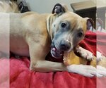 Small #10 American Pit Bull Terrier Mix