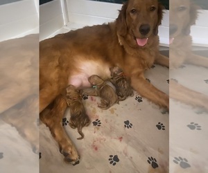 Mother of the Goldendoodle puppies born on 03/06/2022