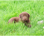 Small #4 Labrador Retriever