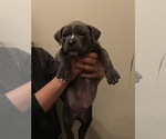 Small Photo #10 American Bully Puppy For Sale in LOVELAND, CO, USA