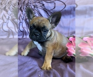 French Bulldog Puppy for sale in HUDSON, CO, USA