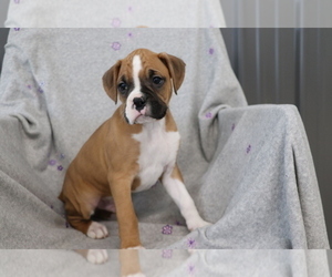 Boxer Puppy for sale in SHILOH, OH, USA