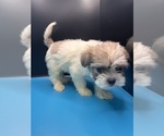 Small Photo #15 Maltipoo-Shih Tzu Mix Puppy For Sale in SAINT AUGUSTINE, FL, USA